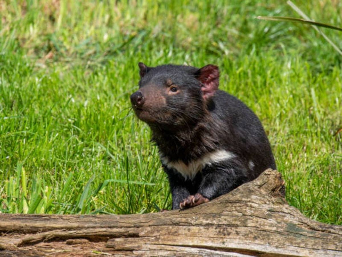 Vagabundo antena Tristemente Demonios de Tasmania: la especie en peligro de extinción que todavía tiene  una última esperanza