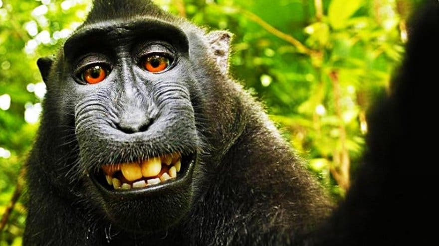 Las selfies de un mono macaco, en una laguna de derechos de autor