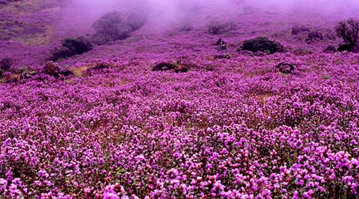 Raras flores que florecen una vez cada 12 años pintan praderas de azul  violeta en la India