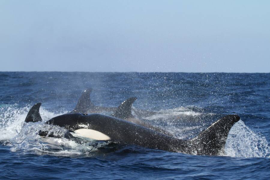 Orcas Atacan Y Hunden Embarcaciones Premeditadamente En El Estrecho De ...