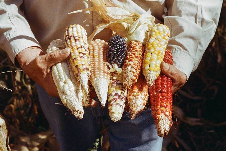 Por qué decimos «maíz»? Una mirada a la historia de la colonización  española en América