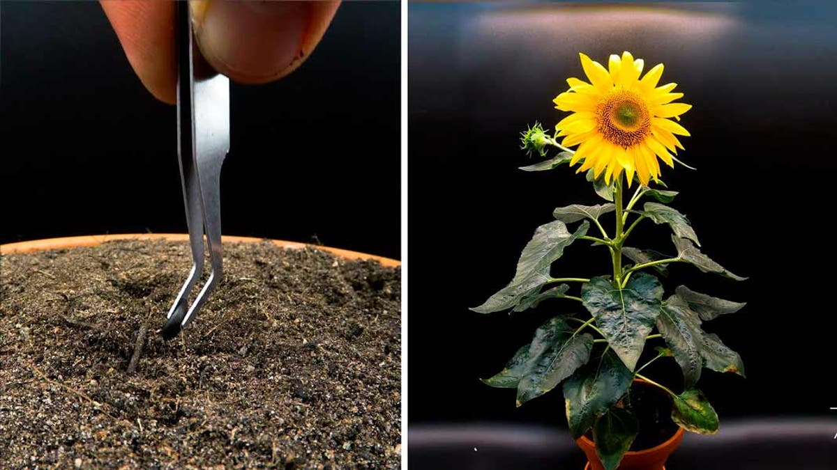El viaje a la semilla: precioso time-lapse de un girasol germinando (VIDEO)