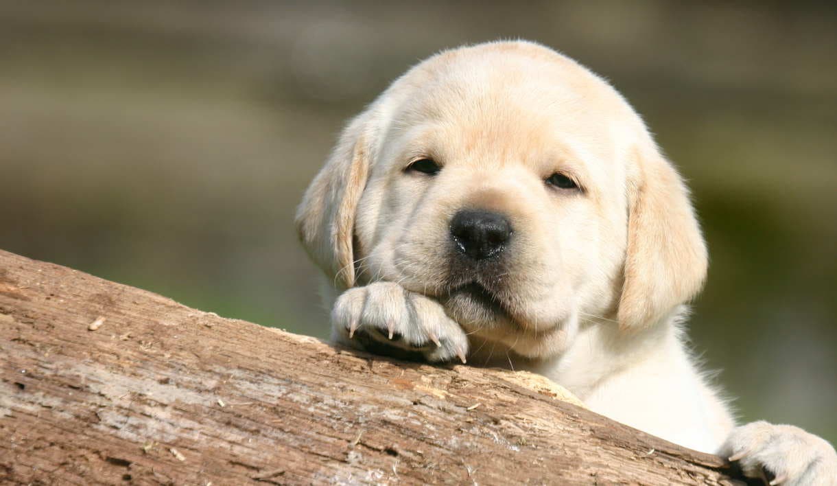 Los humanos sienten más empatía por los perros que por otros seres de su misma especie