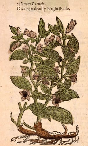Belladona (Atropa belladonna) en una página del Herbario de John Gerard (1597)