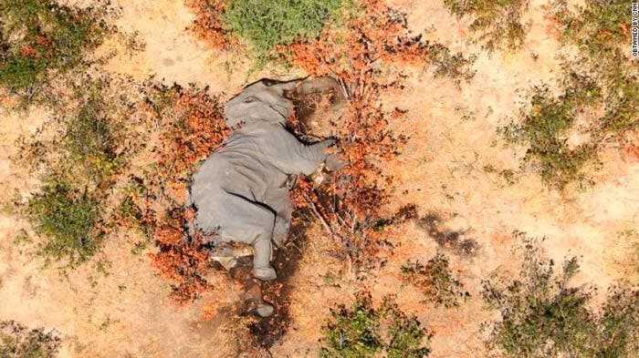 Muerte misteriosa de elefantes en Botswana