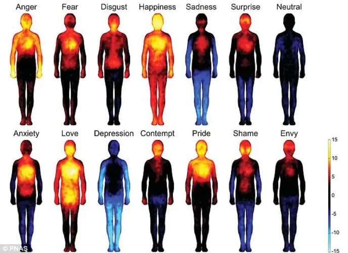 ¿En qué zona del cuerpo se manifiesta cada emoción?