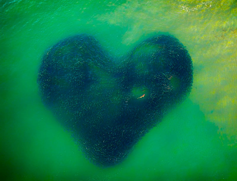 Tiburón nadando en un corazón de salmones: una impresionante fotografía con dron