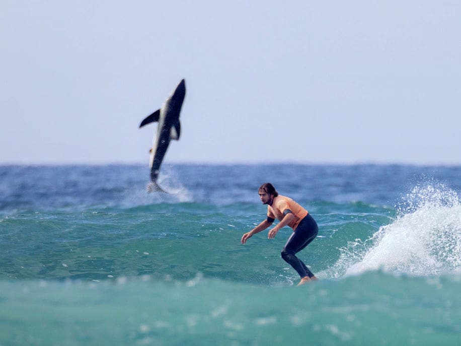 Fotógrafo captura el momento en que un tiburón emerge del mar junto a un surfista