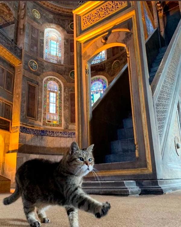 Gil, el gato en la catedral de Santa Sofía en Estambul