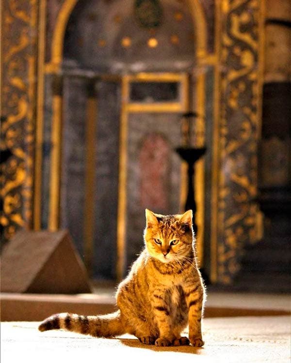 Gil, el gato en la catedral de Santa Sofía en Estambul
