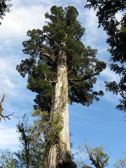 El Gran Abuelo: el árbol vivo más antiguo de la Tierra que se encuentra en Chile