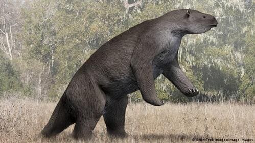 Megaterio, mamífero que habitó la Tierra hace unos 8,000 años y cuyas dimensiones se calculan en cerca de 6 metros de longitud (de la cabeza a la cola) y 3 toneladas de peso.