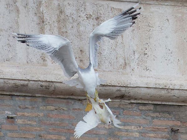 Papa libera palomas por la Paz en Ucrania; una es atacada por un cuervo y otra por una gaviota