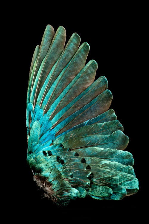 La belleza de las plumas de las aves, en imágenes de Robert Clark