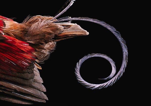 La belleza de las plumas de las aves, en imágenes de Robert Clark