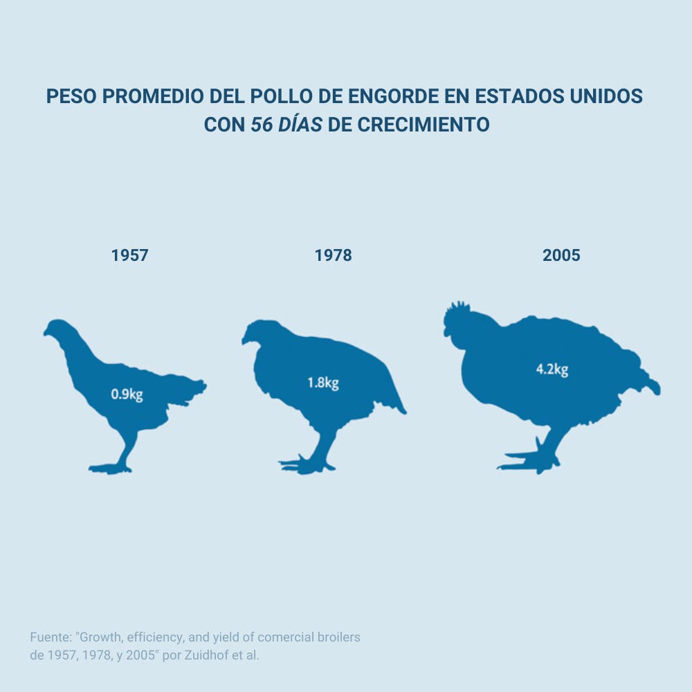 Así es como el peso de los pollos criados masivamente ha aumentado en 50 años