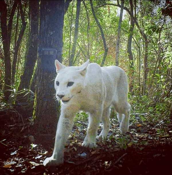 Puma blanco extremadamente raro en Brasil