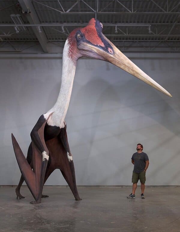Modelo de Quetzalcoatlus northropi junto a un hombre de 1.8 m de estatura (Imagen: Twitter)
