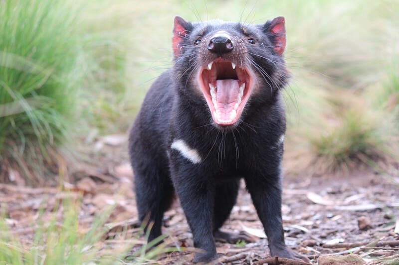 tasmanian_devil_born_australian
