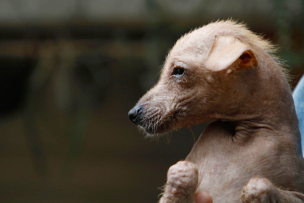 Xoloitzcuintle: el perro prehispánico que acompaña en la vida y en la muerte a los seres humanos