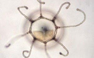 medusa-inmortal-turritopsis-nutricula