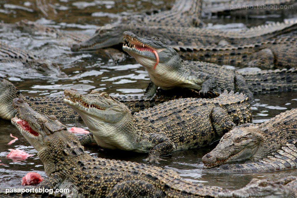 Escapan más de 400 cocodrilos de una reserva en Veracruz