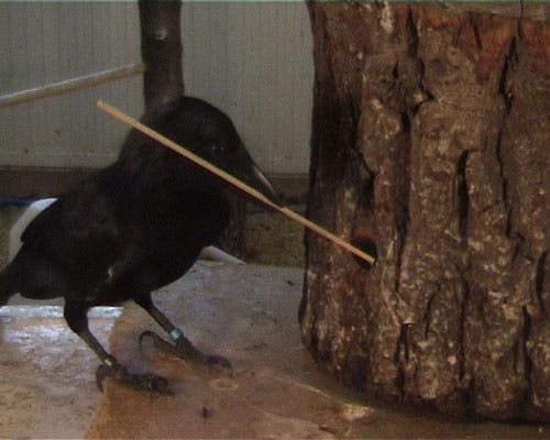 La fascinante inteligencia de los cuervos: utilizan herramientas de  distintas formas