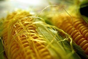 imagen maiz geneticamente modificado