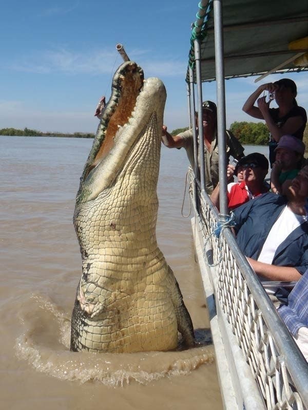 imagen real del cocodrilo gigante brutus saltando junto a bote en australia