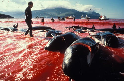 imagen de matanza de delfines y ballenas en japon
