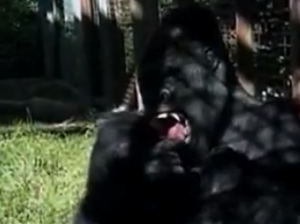michael el gorila que comunica memorias meiante signos