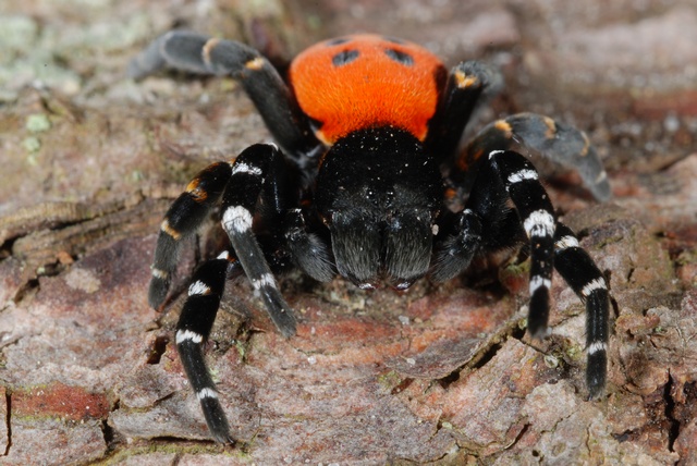 Salvan de la extinción a una de las arañas más extravagantes del planeta