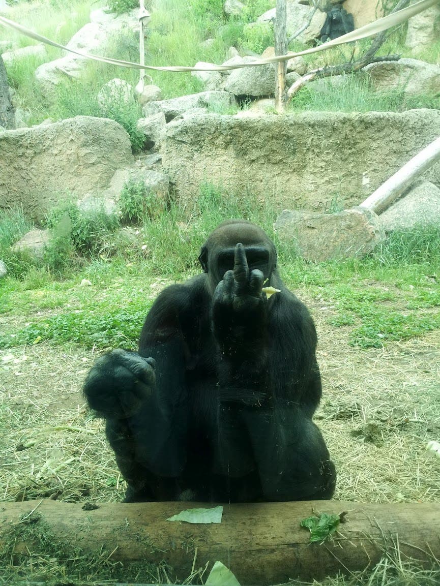 Gorila le da dedo medio a fotógrafo (FOTO)