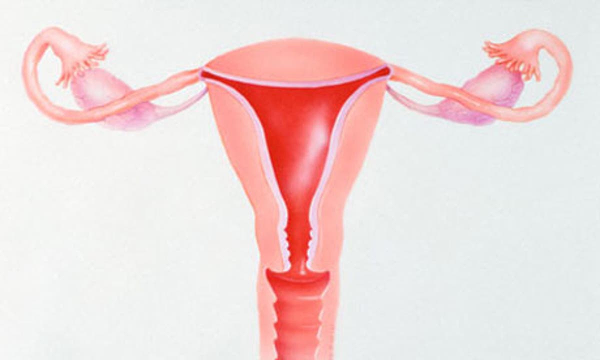 Científico descubre número áureo en el útero de mujeres fértiles