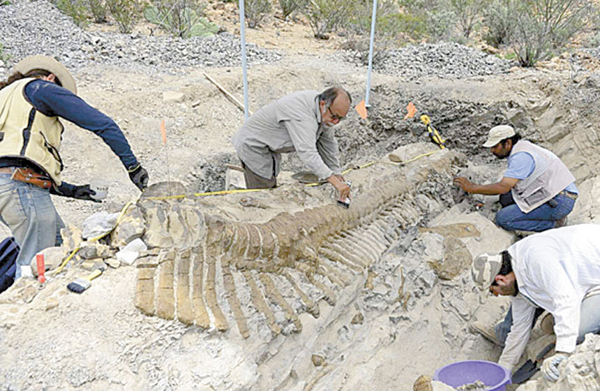 Paleontólogos mexicanos descubren cola de dinosaurio en Saltillo