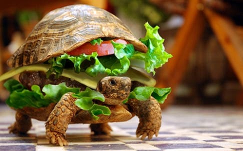 turtle-burger-l