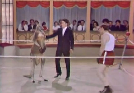 canguro boxeando gif