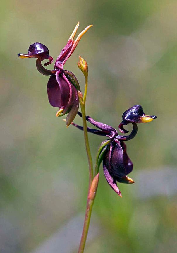 10 orquídeas que parecen otra cosa (increíbles fotos de pareidolia floral)