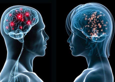 male-vs-female-brain