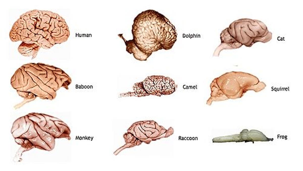 Мозги животных сравнение