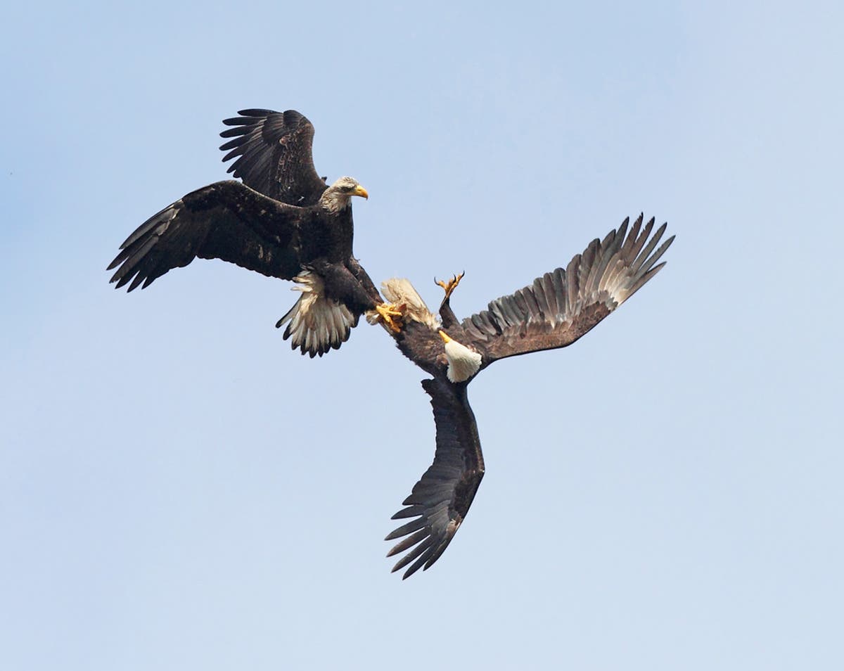 VIDEO: Águilas calvas se lanzan en caída libre como ritual de apareamiento