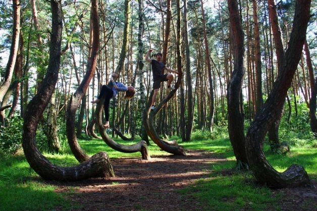 Bosque En Polonia Con Arboles Doblados