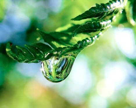 fern-with-water