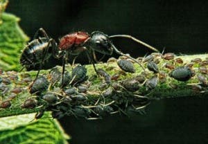 ant-with-aphids